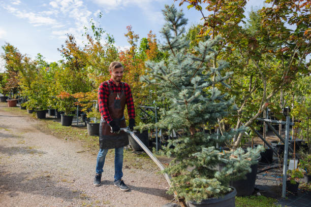 Best Palm Tree Trimming  in East Hampton North, NY